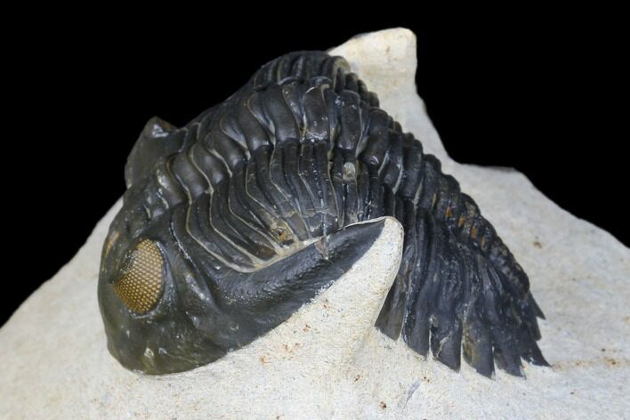 Detailed Hollardops Trilobite With Orange Eyes #177338